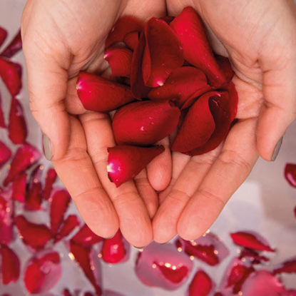 Sanft geöffnete Hände halten leuchtend rote Rosenblätter über einem Blütenbad.